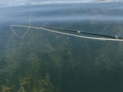 UNDER WATER VEGETATION -- LAKE YELCHO