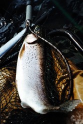 TROPHY RAINBOW-LAKE YELCHO-FROM PONTOON BOAT