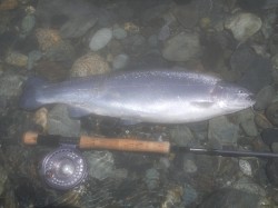 steelhead on rio cholhuaco