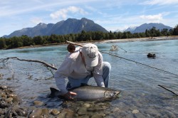 RELEASIING CHINOOK 2013