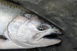 CHINOOK/ CLIENT HUW LLEWELLYN'S INSPIRATION FOR HIS 