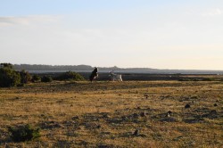 RAMS FIGHTING ON ISLAND OFF THE COAST