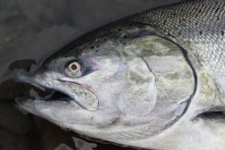 PHOTO BY DR 50 SHADES OF GREY SLIDE SHOW