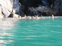 SALMON EATERS OF BAY OF CHAITEN (MOUTH OF YELCHO RIVER)