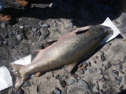  CHINOOK ON IGFA MEASURING DEVICE