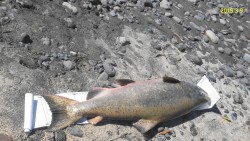 MEASURING CHINOOK ON IGFA DEVICE - SO CAN RELEASE