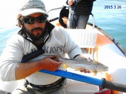 SMALL ATLANTIC SALMON - RIO YELCHO