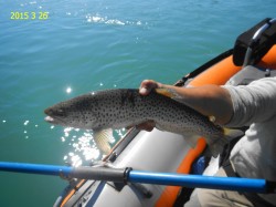 SMALL ATLANTIC SALMON THAT EXCAPED THE SEA LIONS