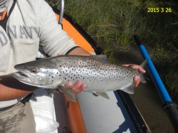NICE ATLANTIC SALMON - RIO YELCHO