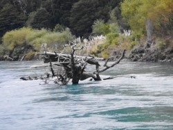 TREE IN RIVER WITH A LOT OF WOOD IN IT SHOWING HOW THE RIVER IS WAY DOWN