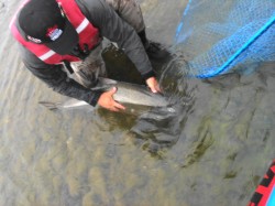LUBO WITH CHINOOK RELEASE