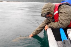 RELEASE IN LAGO YELCHO