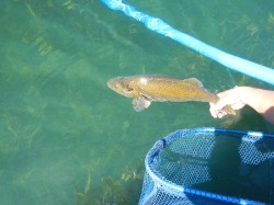 RELEASE OF PERCHA TRUCHA