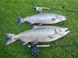DOUBLE HEADER ON CHINOOK - INCREDIBLE!