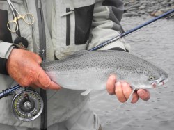 STEELHEAD AT THE ESTUARY