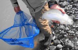 47 STEELHEAD THAT DAY (2 ANGLERS)