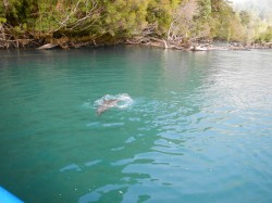 ALMOST CAUGHT THE CHINOOK'S JUMP
