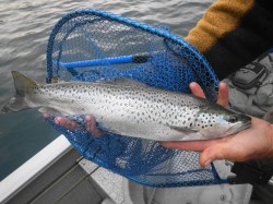 ATLANTIC SALMON - RIO YELCHO