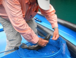 TAKING THE HOOK OUT OF ANOTHER RAINBOW