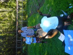 BRAIN SURGERY FOR ADIER'S HORSE