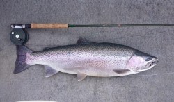 TROPHY RAINBOW - LAKE YELCHO