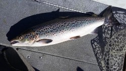 SPECIES? ATLANTIC, COHO, HYBRID?