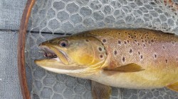 AVERAGE BROWN ON THE DRY