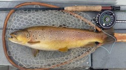 NICE BROWN LAKE YELCHO