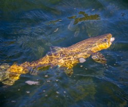 COLORFUL BROWN COMING TO THE NET