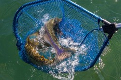 DOUBLE HEADER - RAINBOW & BROWN