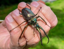 THEY LOOK SCARY BUT THEY DON'T BITE AND THE TROUT LOVE THEM