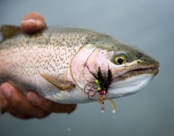 TOP DRY FLY