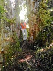 ALERCE TREES PUMALIN PARK