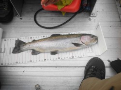 25 INCH RB ON TAPE - LAKE YELCHO