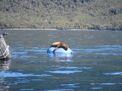 SLEEPING SEA LION PUP