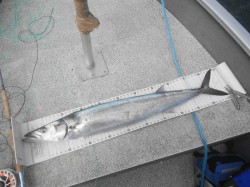 MEASURING LARGE MACKEREL - IS SHORT OF THE 110 CM