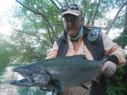 SMALL FRESH SALMON - YELCHO RIVER