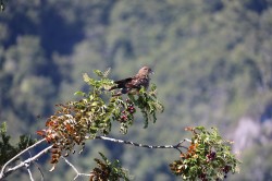 A BIRD WATCHERS PARADISE