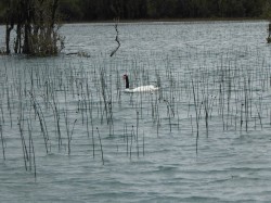 BLACK NECK SWAN