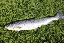 ATLANTIC SALMON
