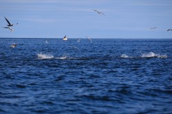 BIRDS, MACKEREL AND TUNA ALL EATING BAIT FISH = CHAOS!