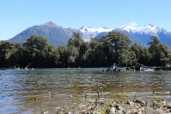 THE TREES DON'T FLOAT SO GOOD HABITAT FOR TROUT - ESPECIALLY BIG BROWNS