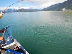 THEY ARE BIG, STRONG TROUT IN LAKE YELCHO