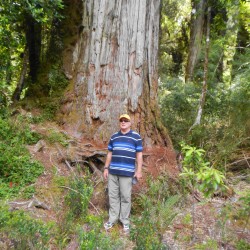 GIANT ALERCE TREES IN PUMALIN PARK