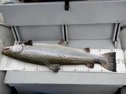 FULL BODY MEASUREMENT OF IGFA WORLD RECORD COHO (SILVER) SALMON