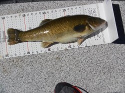 IGFA LENGTH (CATCH & RELEASE) WORLD RECORD PERCA TRUCHA BEING MEASURED