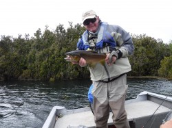 fat brown at Bay of Lions