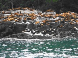 smelly sea lions eat fish