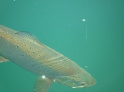 NICE BROWN COMING TO THE SKIFF