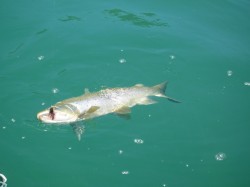 ATLANTIC SALMON COMING TO THE NET